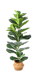 Fiddle Leaf Fig Tree-1.25