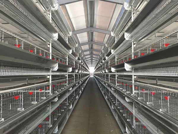 Broiler Poultry Prefab Houses Steel Structure Fully Automated Chicken Farming Equipment