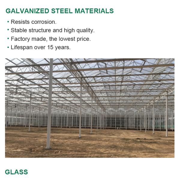 Flower Vegetable Growing High Venlo Tempered Glass Greenhouse with Hydroponic System