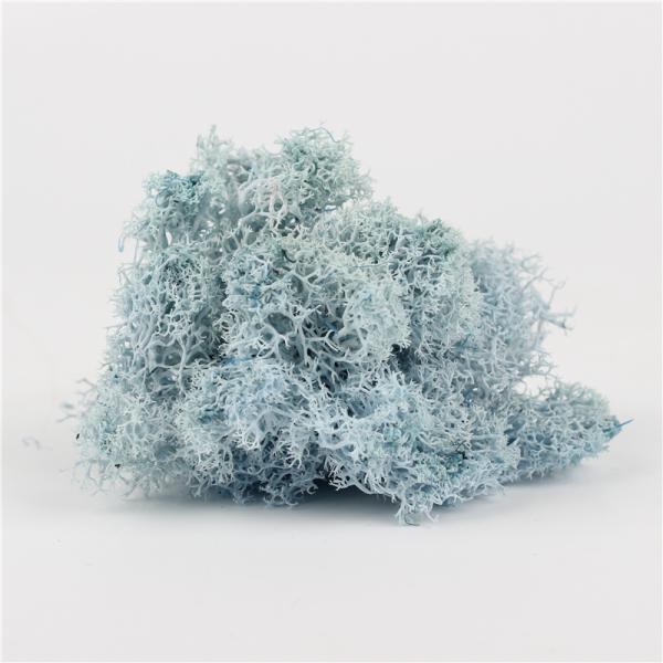 Wedding Preserved Natural Moss , Preserved Moss Wall Decoration