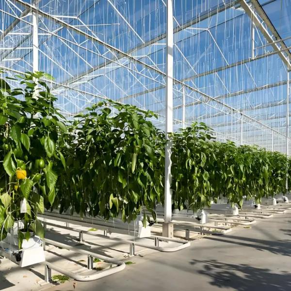 Venlo Glass Greenhouse for Pepper Cultivation High - Transparency