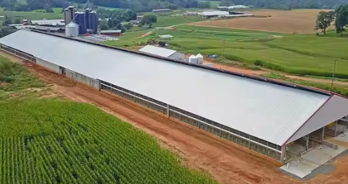 Low Cost Livestock Shelter Dairy Farm Barn Steel Structure Cow Shed For Live Cattle