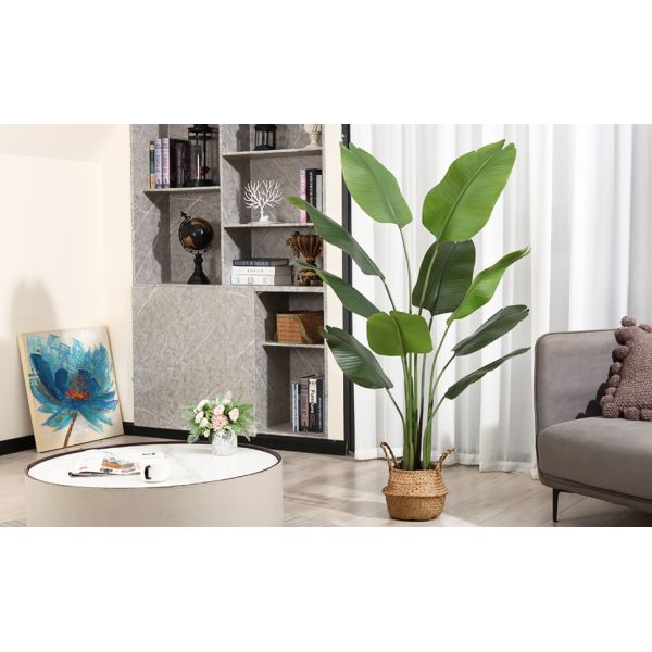 5Feet Bird of Paradise