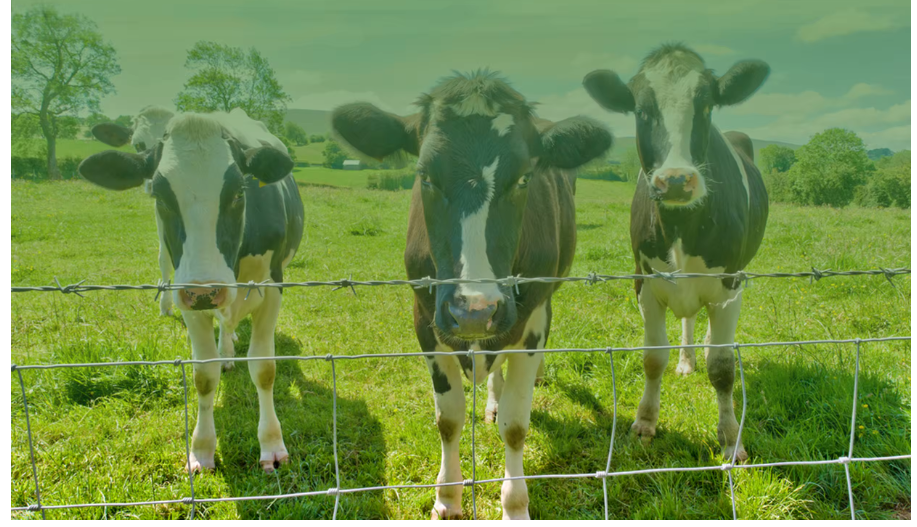 The Inner Wire Is 1.8Mm Farm Fence / Cattle Fence Netting / Grassland Fence Farm Fence Manufacturers Direct Selling