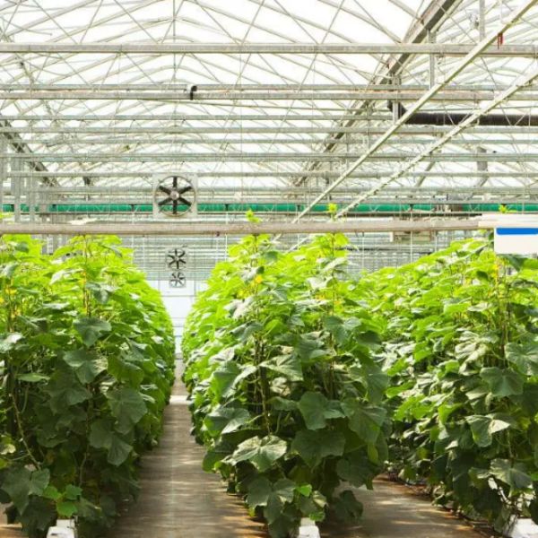 Venlo Glass Greenhouse for Pepper Cultivation High - Transparency
