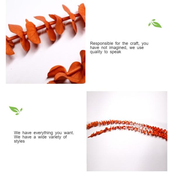 OEM Service Preserved Foliage Leaves Durable For Home Wall Decoration