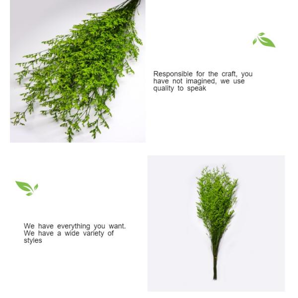 Beautiful Preserving Eucalyptus Foliage Dry Desmodium For Craft