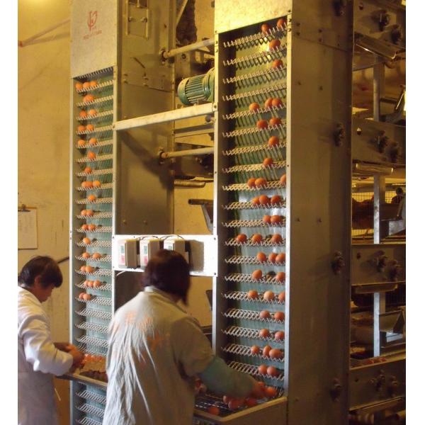 Galvanized Full Antomatic Steel Poultry Farm Shed Bird House Prefabricated