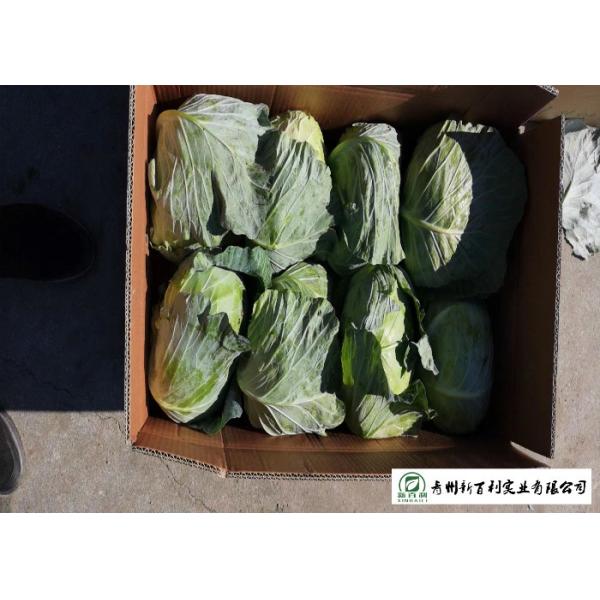 No Pollution Organic Green Cabbage Rich In Vitamin C Apply To Wholesaler