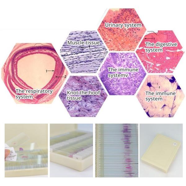 Prepared Higher Education 100pcs Microscope Slides Set For Students
