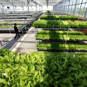Multi Span Venlo Style Greenhouse with Hydroponic Growing System Agriculture