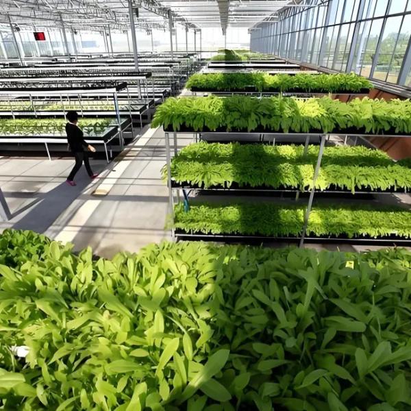 Industrial Polycarbonate Greenhouse for Herb Cultivation