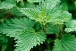 Nettle smartweed Urtica fissa E Pritz stem leaf traditional herb medicine qian