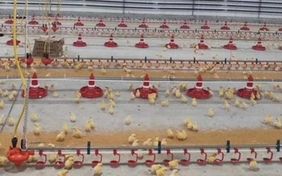 Poultry Farm Auto 380V Chicken House Equipment