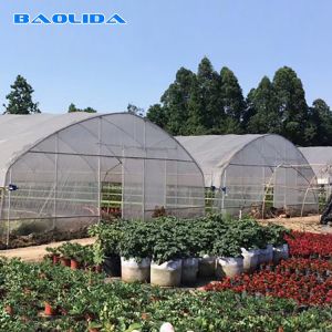 Quality Steel Frame Tunnel Plastic Greenhouse / PE Film Plastic Tomato Greenhouse wholesale