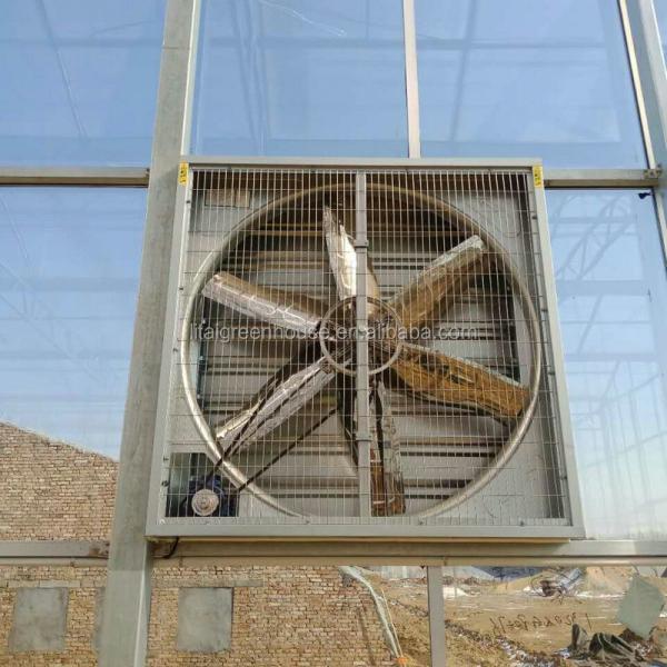 Green Agricultural Glass Greenhouse with 5mm Covering Span Width 9.6m 10.8m 12m