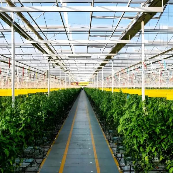 Venlo Glass Greenhouse for Eggplant Planting with Energy - Saving Design