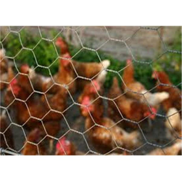 4ft Wide Hexagonal Wire Mesh