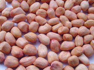 Shandong raw Hsuji peanut kernels, round peanut kernels, 50/60 size