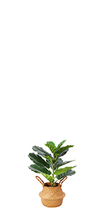 Fiddle Leaf Fig Tree-0.56