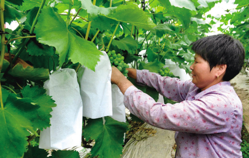 Mango/Guava/Grape/Gragon fruit/Pomegranate growing bag machine 12 years experience