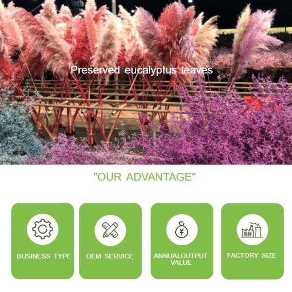 OEM Service Preserved Foliage Leaves Durable For Home Wall Decoration