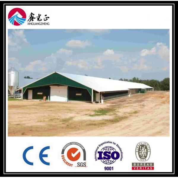 Customized Automatic Broiler Floor Feeding Line System With Steel Structure Chicken House