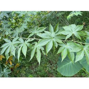 Buy cheap Large High Quality Organic Dried Pure Red Raspberry Leaf Tea Cut Sifted Sweet from wholesalers