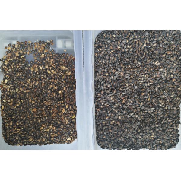 Wenyao Sunflower Seed Colour Sorting Machine 32 Channels