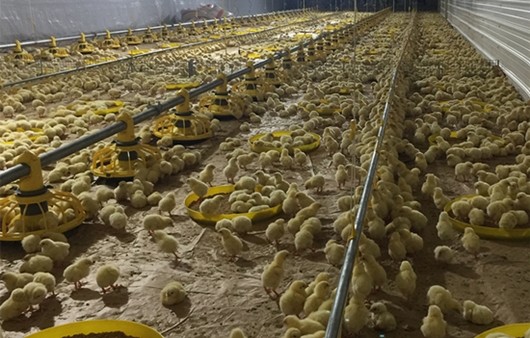 14 Grids 72mm Ground Broiler Chicken Shed Construction