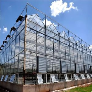 Stable Venlo Glass Greenhouse for Bell Lily Cultivation