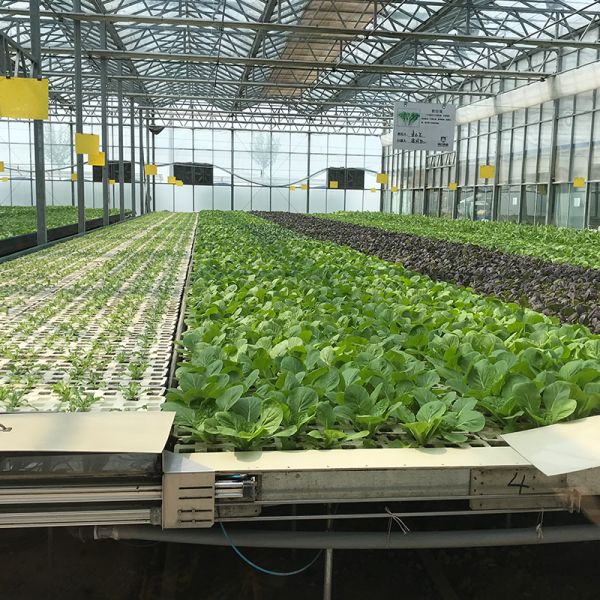 Multi-span Glass Greenhouse Agricultural Instruction with Super Strong Resistance