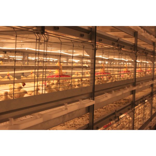 Galvanized Full Antomatic Steel Poultry Farm Shed Bird House Prefabricated