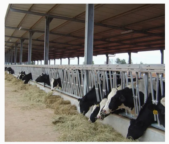 Environmental Prefab Light Metal Steel Structure Milk Dairy Cattle Cow Stable House Shed Farm Building