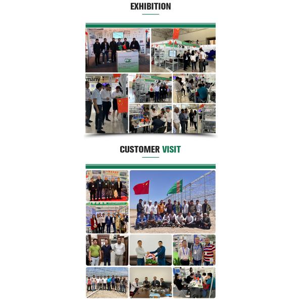 Flower Vegetable Growing High Venlo Tempered Glass Greenhouse with Hydroponic System