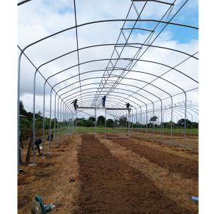 Quality Grow Vegetables Single Span Greenhouse Flowers Tropical Climate Greenhouse wholesale
