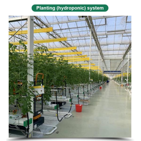 Glass for Outdoors Greenhouses Large Size and Hydroponic Nursery Sponge Advantage