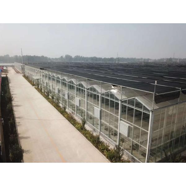 Green Agricultural Glass Greenhouse with 5mm Covering Span Width 9.6m 10.8m 12m