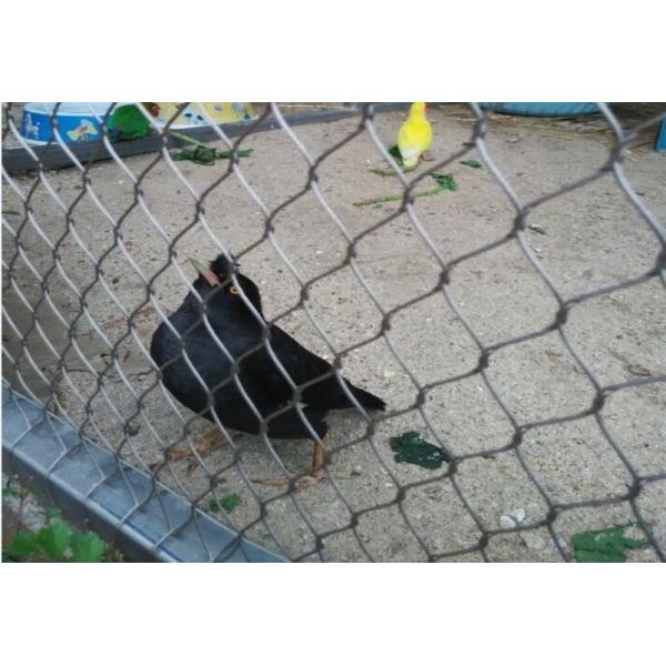 316 Stainless Steel Woven Ferrule Wire Rope Mesh For Zoo Bird