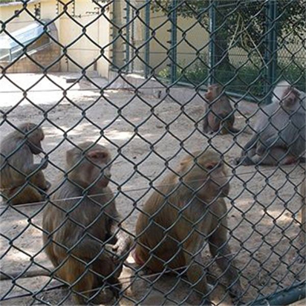 4ft 6ft 8ft Galvanized Chain Link Fence Mesh Slope Protection Animal Wire Mesh Fence