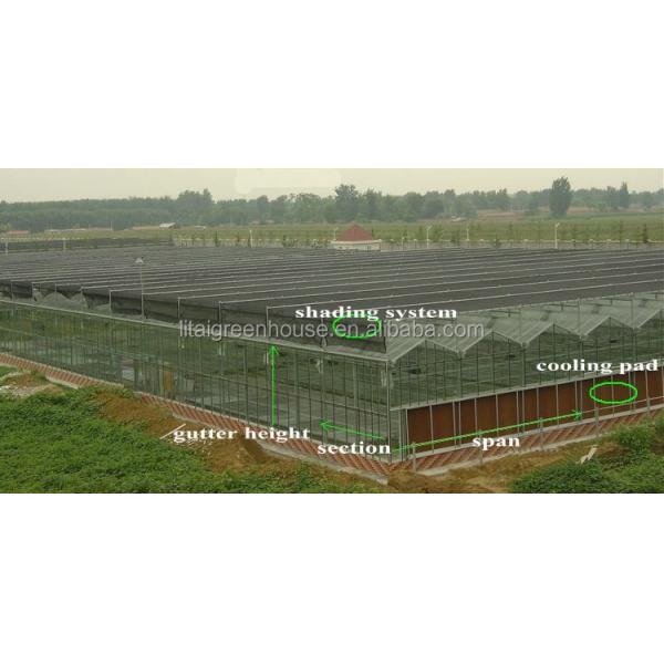 Green Agricultural Glass Greenhouse with 5mm Covering Span Width 9.6m 10.8m 12m