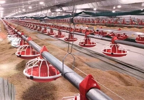 Poultry Farm Auto 380V Chicken House Equipment