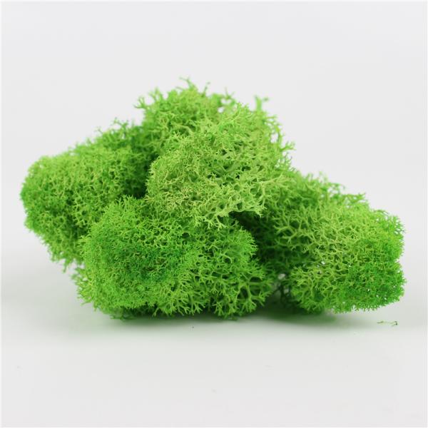 Wedding Preserved Natural Moss , Preserved Moss Wall Decoration