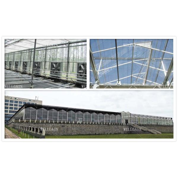 Multi-Span Polycarbonate Greenhouse With Durable Easy Maintenance