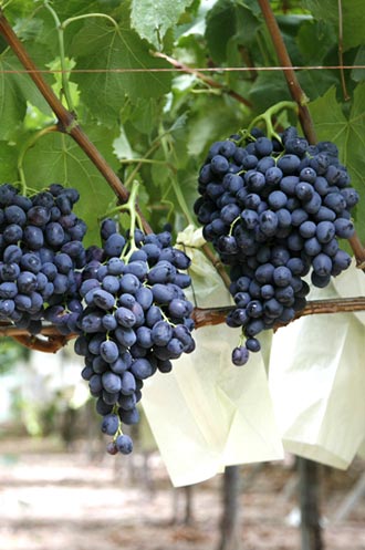 Mango/Guava/Grape/Gragon fruit/Pomegranate growing bag machine 12 years experience