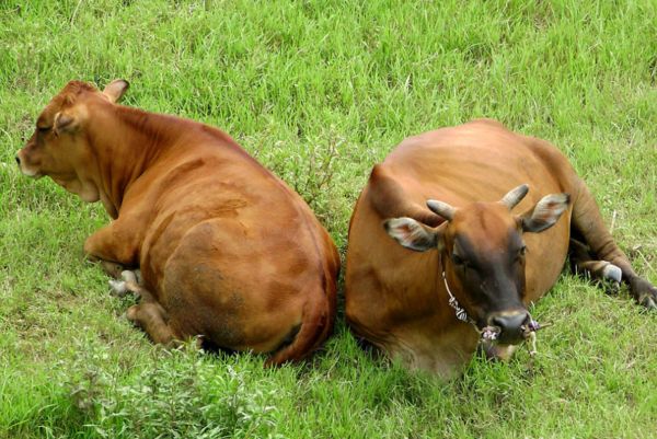 1 inch Stainless Steel Ball Valve； stainless steel mini ball valve；304/CF8M; female/Male；little size ball valve，handle