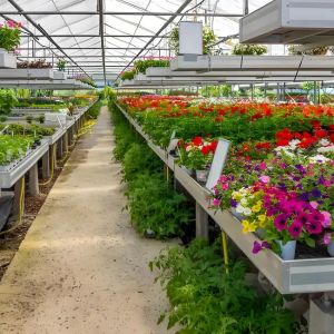 Stable Venlo Glass Greenhouse for Bell Lily Cultivation
