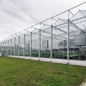Quality Multi-Span Greenhouse Duble Plate Glass Galvanized Greenhouse Structure Glass Dutch Greenhouse Vertical wholesale