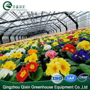 Vegetable Fruits Flowers Tomatoes Hot Galvanizing Aluminum Steel Structure