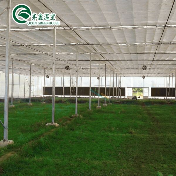 Galvanized Steel Structure Venlo Glass Greenhouse for Growing Vegetable Fruits Flowers